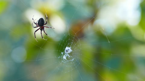 Amazing video of a spider building its web