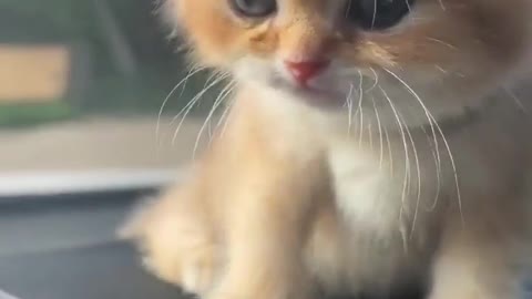 Cutest kitty 😻