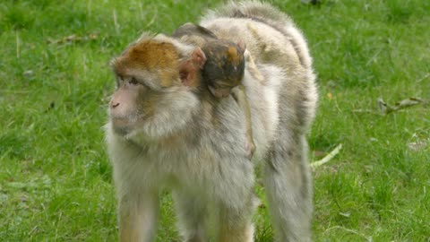 Barbary Macaque with Young in Grassy Field