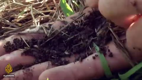 Spanish farmers test growing crops in desert-like area