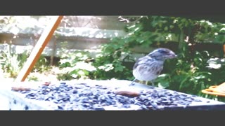 Various Birds at my Feeder