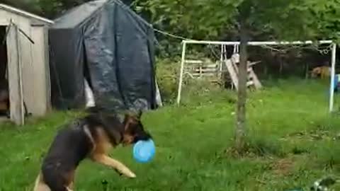 German Shepherd catching a frisbee in slow mo