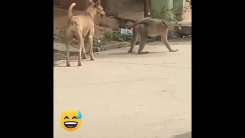 Super Funny Animal Video 😂😂