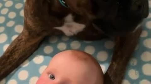Watch Must + Nanny dog thoroughly enjoys babysitting his little sister