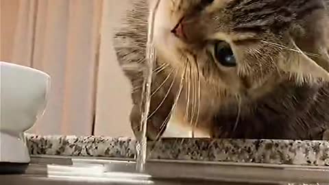 Cat playing with tap water