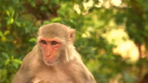 Monkey Love Baby Monkey #Short Video