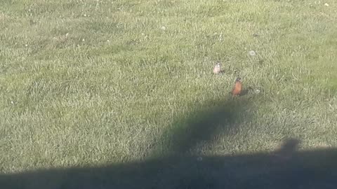 My Dad recently died and a robin has been in my yard ever since today he brought his family