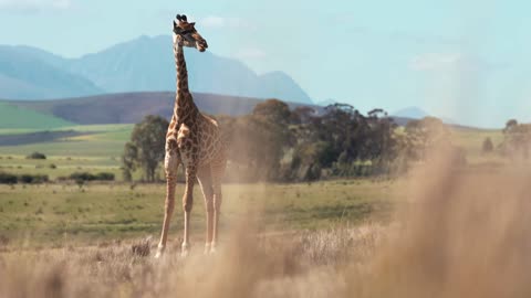 world tallest giraffe # alihaider123 #rumble viral