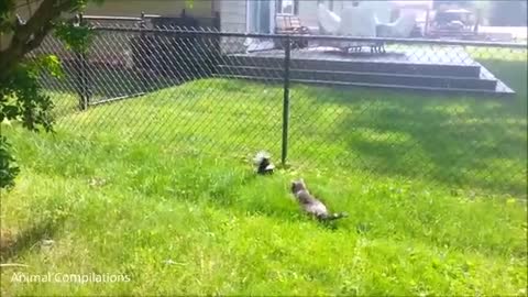 Baby skunk trying to spray