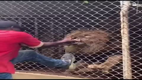 A man put a finger in the lion's cage - and lost it