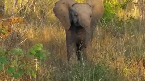 Baby Elephant Adorably Attempts To Intimidate Tourists