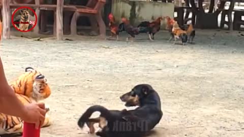 Funny video of fake tiger prank dog prank is to scaring dogs with toy or fake tiger.