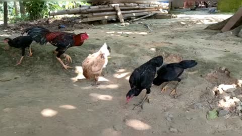 Indonesian chickens are eating rice on the ground