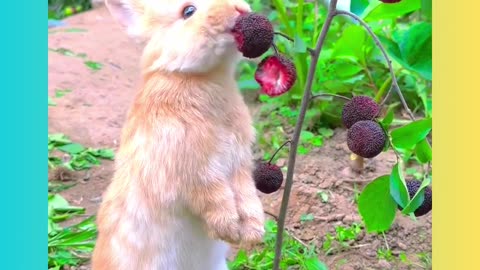 Very cute 🥰🥰 beautiful funny pets viral video laugh 😂😂