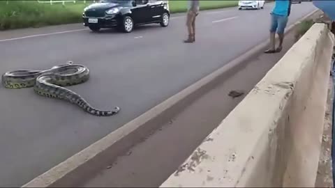 Traffic halts as Giant Anaconda Crosses Road in Brazil; Video Goes Viral || GoViral ‏