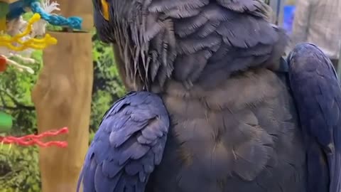 This is the largest macaw and they’re known as gentile giants.