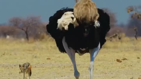 Ostriches protect their cubs, and wolves can't get close#bird #nature