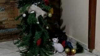 Cats Turn Christmas Tree Into Playground