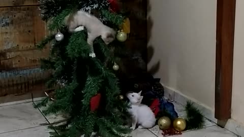 Cats Turn Christmas Tree Into Playground