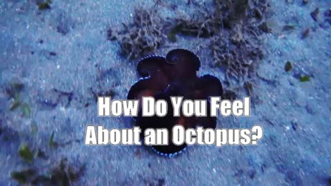 Rare Videos of An Octopus🐙 Changing Colors