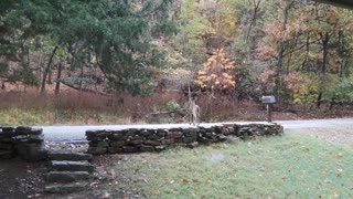 Pet Deer Brings Her Boyfriend