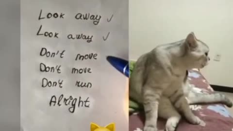 Funny cat narrating the words