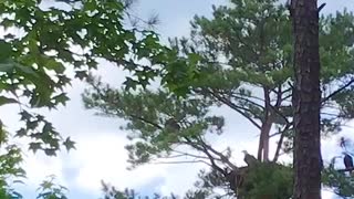 Bald eagle flies straight towards camera
