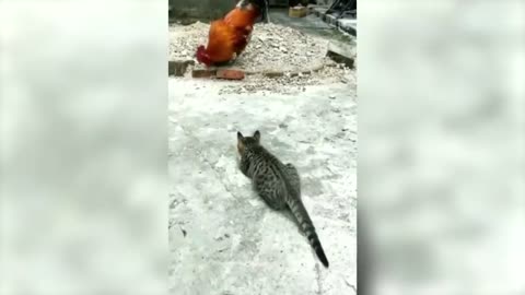 whach these really cute and funny pets go crazy