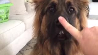 Woman puts finger on dog nose he gets mad.