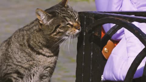 How cute and smart kitten doing.