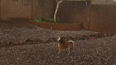 Dog Can't Get Enough of Hail