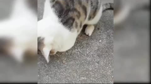 Cats funny videos, Animals
