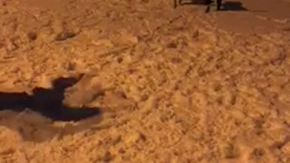 funny dogs in the snow