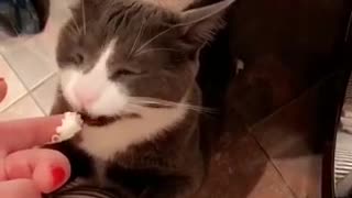 Cat licking whip cream from girls finger