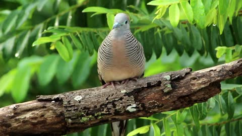 Beautiful Dove in the woods - With great music