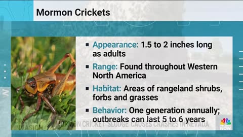 Mormon Crickets Swarm Nevada