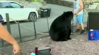 Bear tries to join the party