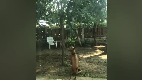 Smart pet dog picks mango fruit hanging from tree