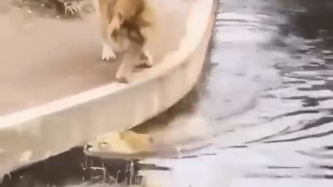 video of two funny lions