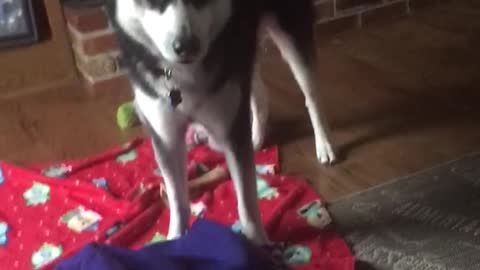 Playful Husky talks back!