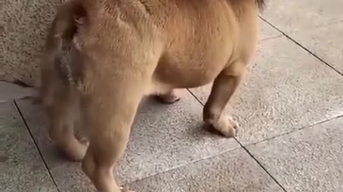 Funny dog video I Fun4HomoSapiens