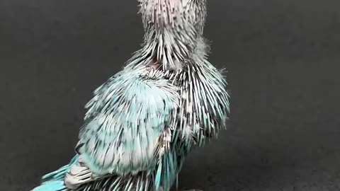 Born bird 30days live condition