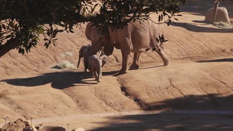 Elephant Knocks Baby Elephant Over