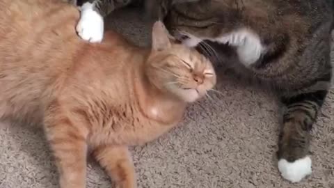 Black cat licks orange cat