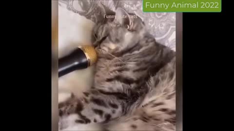 Funniest Cats - cat and funny cat videos compilation 😂 that makes you smile! - the animals