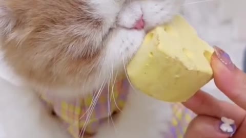 Kitten eats cheese for the first time, so funny!