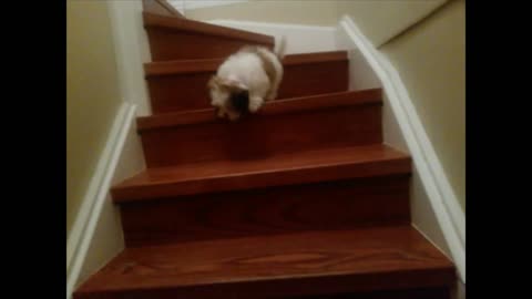 Izzy Puppy Trying to Go Up & Down Stairs
