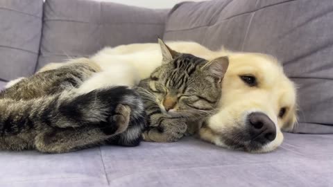 Amazing Love Between Golden Retriever and Cute Cat!!