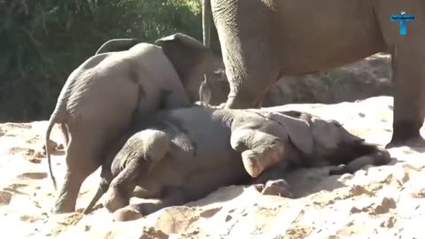 Funny And Cute Baby Elephan