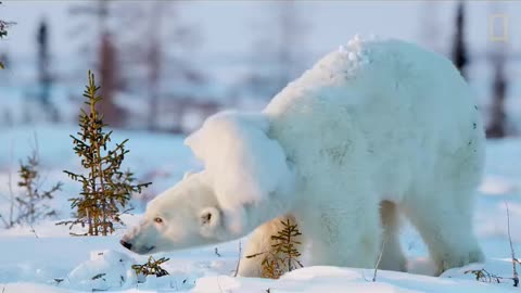 Polar Bear Mama & Baby #Nature #Bear #Polar Bear